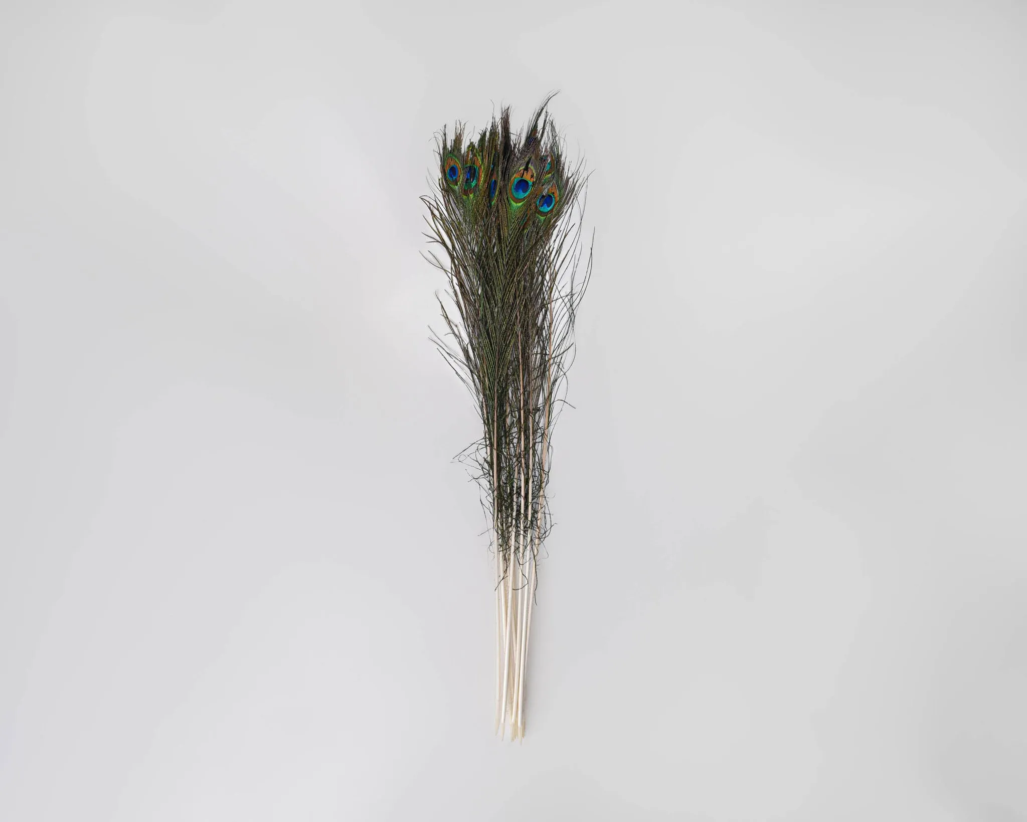 Peacock Eye Feathers