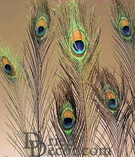 Peacock Eye Feathers