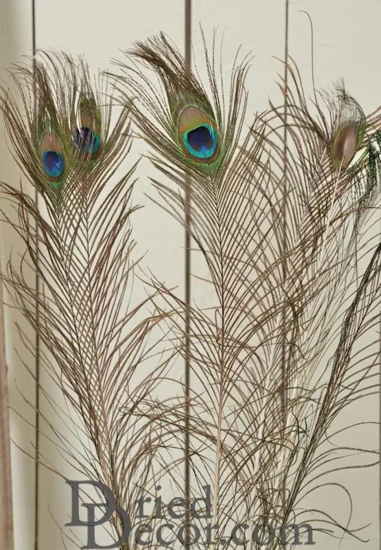 Peacock Eye Feathers
